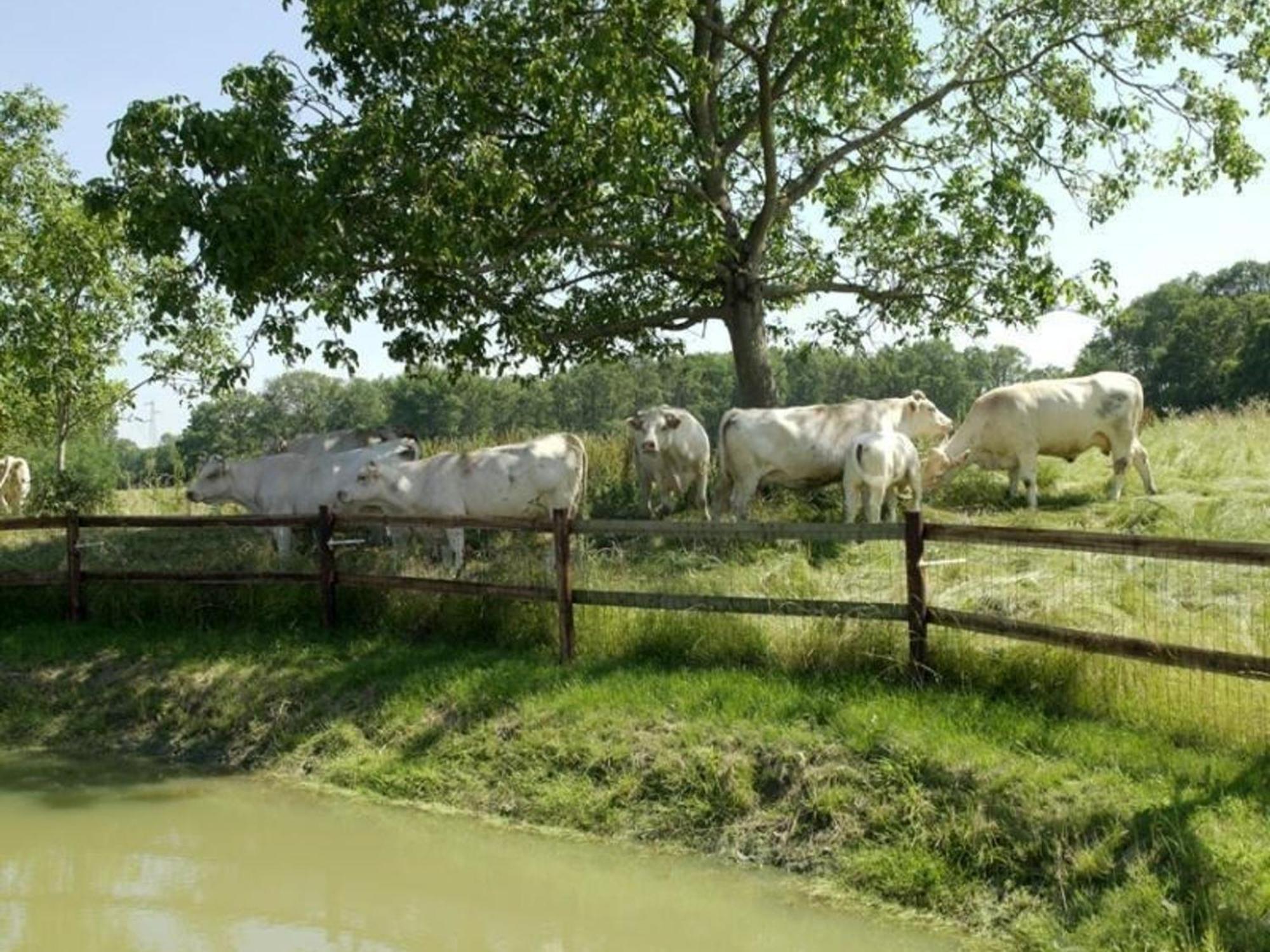 Gite Authentique Au Coeur Du Perche, 18Eme Siecle, Cheminee, Jardin Clos, Animaux Acceptes, Wifi Inclus. - Fr-1-497-49 Pervencheres المظهر الخارجي الصورة